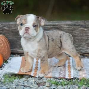 Fern, English Bulldog Puppy