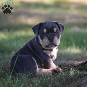 Weston, Beabull Puppy