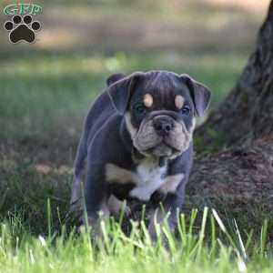 Weston, Beabull Puppy