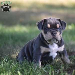 Weston, Beabull Puppy