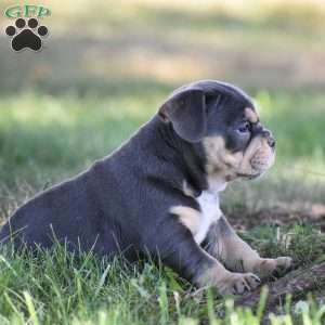 Weston, Beabull Puppy