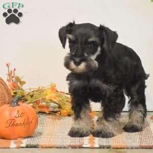 Paige, Miniature Schnauzer Puppy