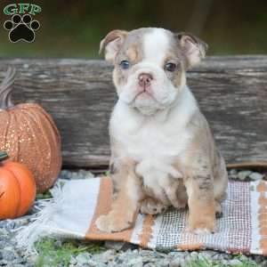 Fern, English Bulldog Puppy