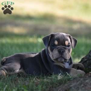Weston, Beabull Puppy