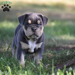 Weston, Beabull Puppy