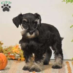 Paige, Miniature Schnauzer Puppy