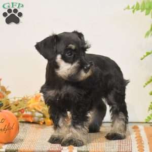 Paige, Miniature Schnauzer Puppy