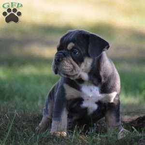 Weston, Beabull Puppy