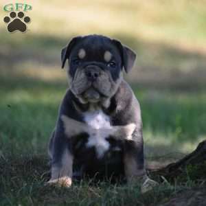 Weston, Beabull Puppy