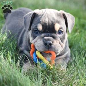 Weston, Beabull Puppy