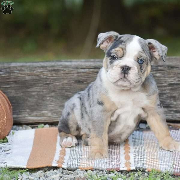Fiona, English Bulldog Puppy