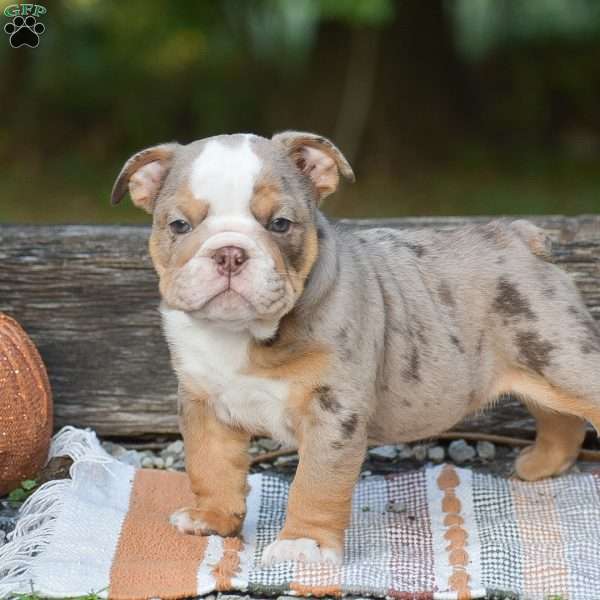 Frankie, English Bulldog Puppy