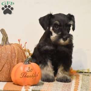Paige, Miniature Schnauzer Puppy