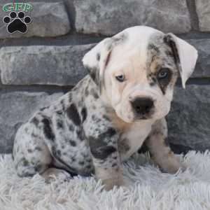 Twinkle, Beabull Puppy