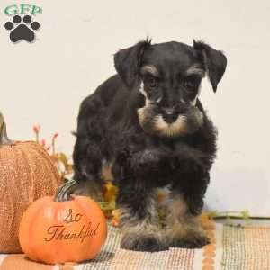 Paige, Miniature Schnauzer Puppy