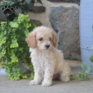 Connie, Mini Goldendoodle Puppy