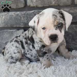 Twinkle, Beabull Puppy