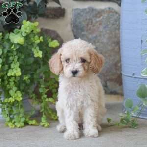 Connie, Mini Goldendoodle Puppy