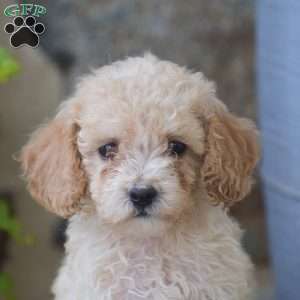 Connie, Mini Goldendoodle Puppy