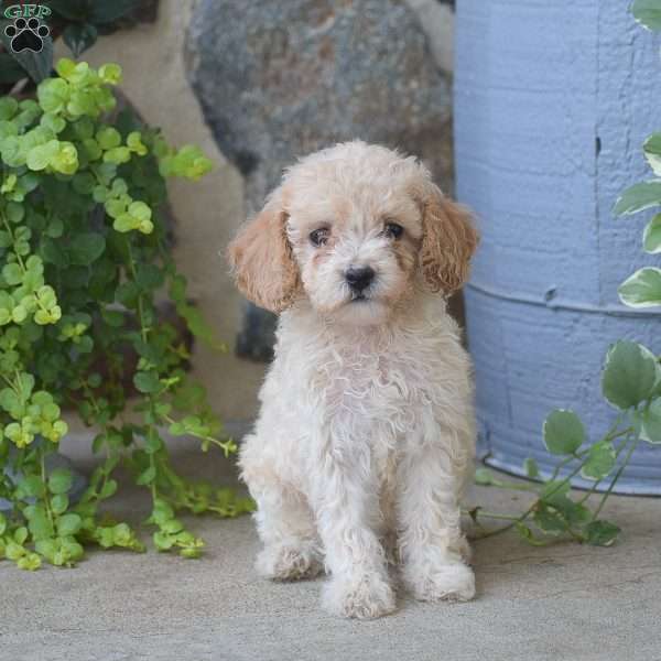Connie, Mini Goldendoodle Puppy