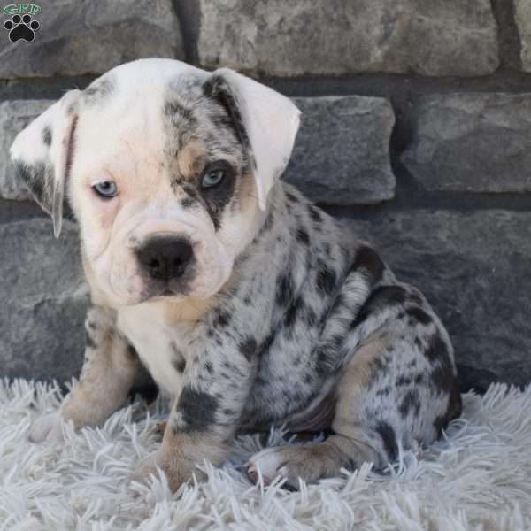 Twinkle, Beabull Puppy