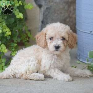 Connie, Mini Goldendoodle Puppy
