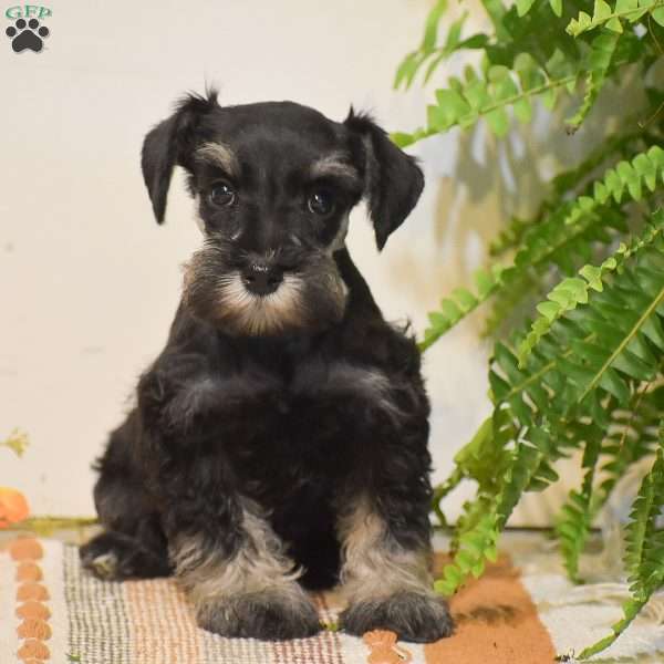 Paige, Miniature Schnauzer Puppy
