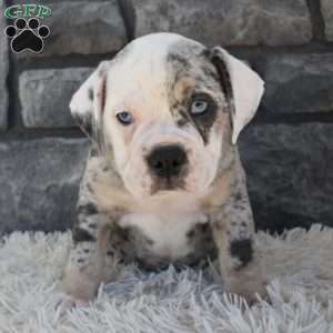 Twinkle, Beabull Puppy