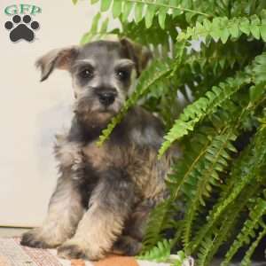 Paris, Miniature Schnauzer Puppy