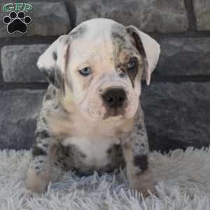 Twinkle, Beabull Puppy