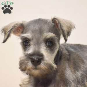 Paris, Miniature Schnauzer Puppy