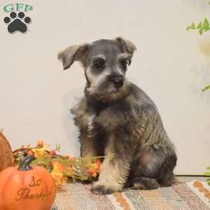Paris, Miniature Schnauzer Puppy