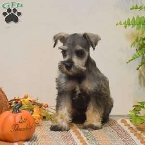 Paris, Miniature Schnauzer Puppy