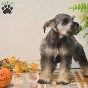 Paris, Miniature Schnauzer Puppy