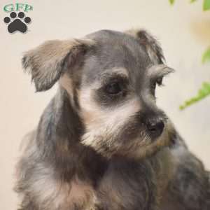 Paris, Miniature Schnauzer Puppy