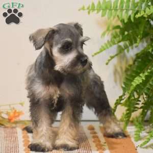 Paris, Miniature Schnauzer Puppy