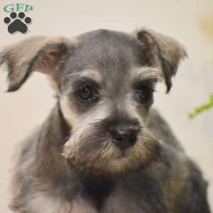Paris, Miniature Schnauzer Puppy