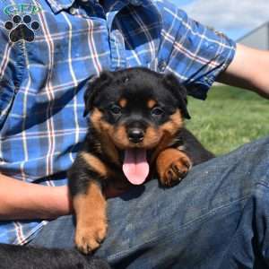 Dixon, Rottweiler Puppy