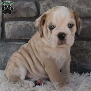 Tater, Beabull Puppy