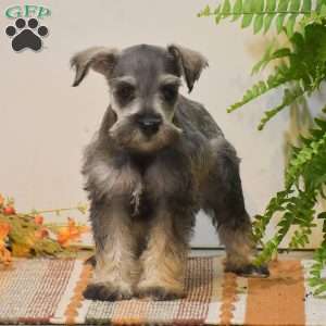 Paris, Miniature Schnauzer Puppy