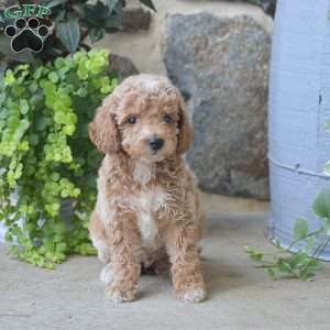 Carlos, Mini Goldendoodle Puppy