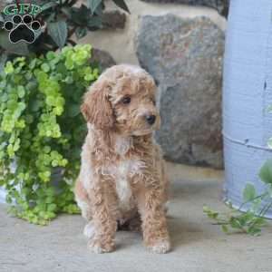 Carlos, Mini Goldendoodle Puppy