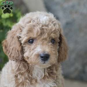 Carlos, Mini Goldendoodle Puppy