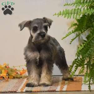 Paris, Miniature Schnauzer Puppy
