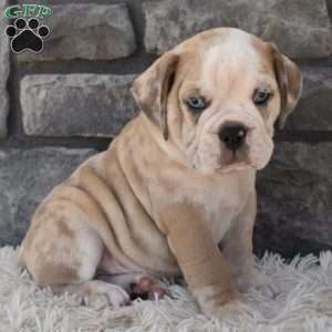 Tater, Beabull Puppy