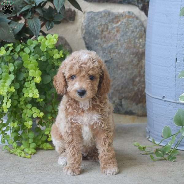 Carlos, Mini Goldendoodle Puppy