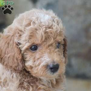 Carlos, Mini Goldendoodle Puppy
