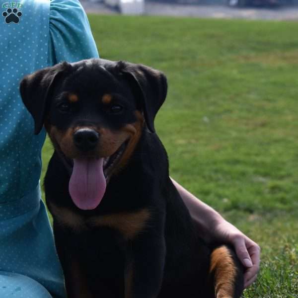 Brynlee, Rottweiler Puppy