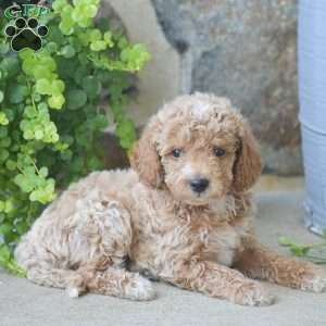 Carlos, Mini Goldendoodle Puppy