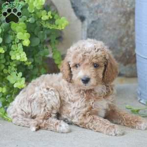 Carlos, Mini Goldendoodle Puppy